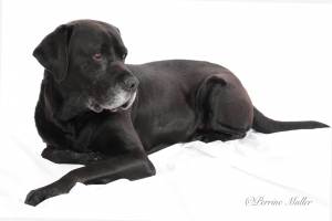 Perrine MULLER - PERIINE MULLER PHOTOGRAPHE